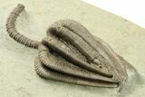 Fossil Crinoid (Agaricocrinus) - Crawfordsville, Indiana #269741-2
